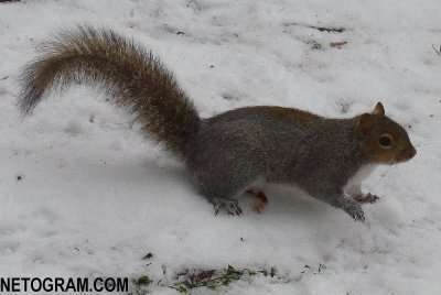  Cure little squirrel 7