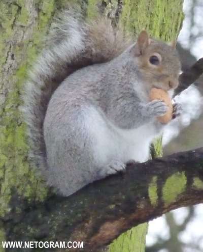  Cure little squirrel 8