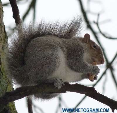  Cure little squirrel 10
