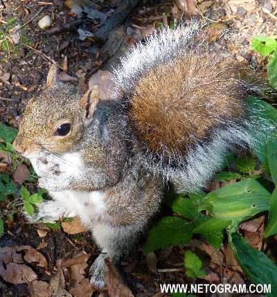  Cure little squirrel 13