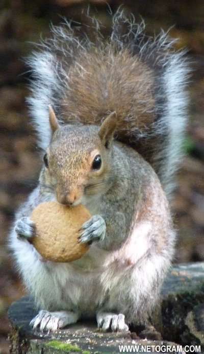  Cure little squirrel 14