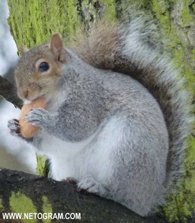  Cure little squirrel 15