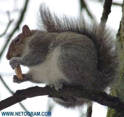  Cure little squirrel 16