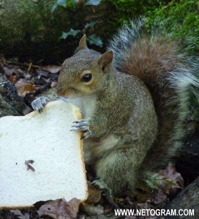 Cure little squirrel 17