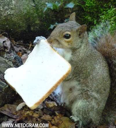 Cure little squirrel 18